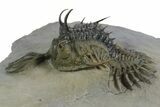 Short Trident Walliserops Trilobite - Timrzit, Morocco #350524-3
